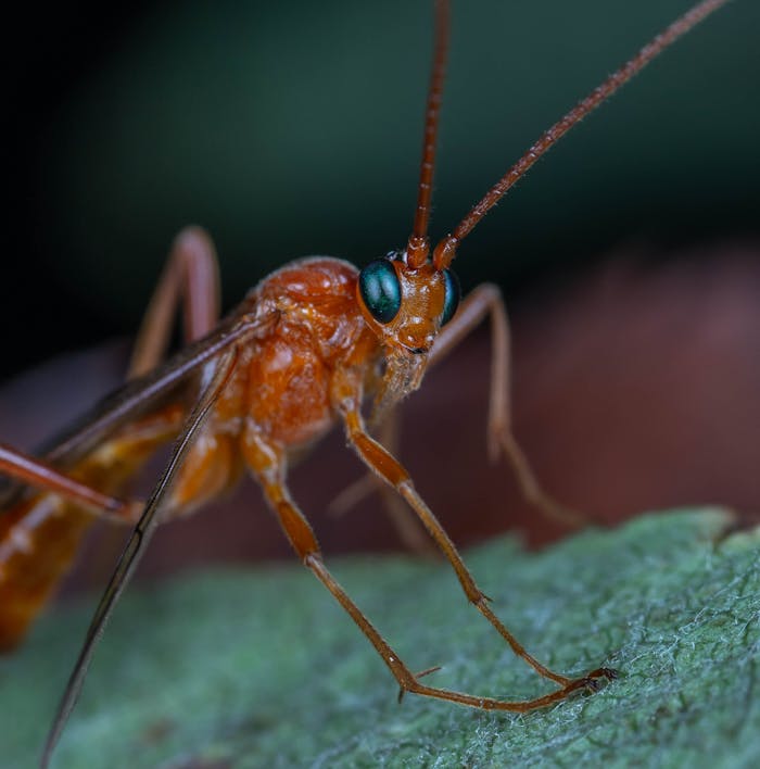 Detailed macro shot of a stick insect with prominent antennae on a leaf.